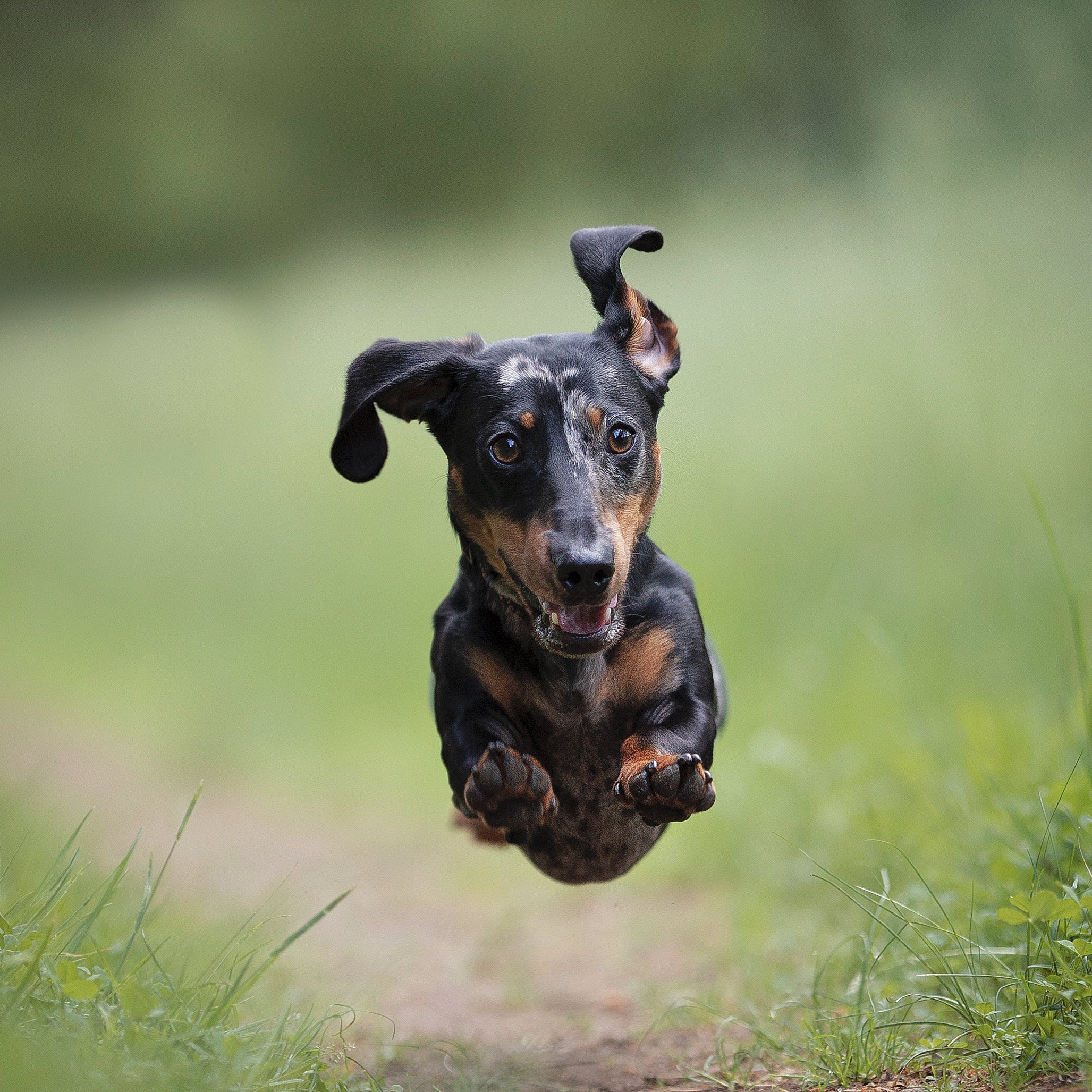 Happy dog running on a green grassy trail