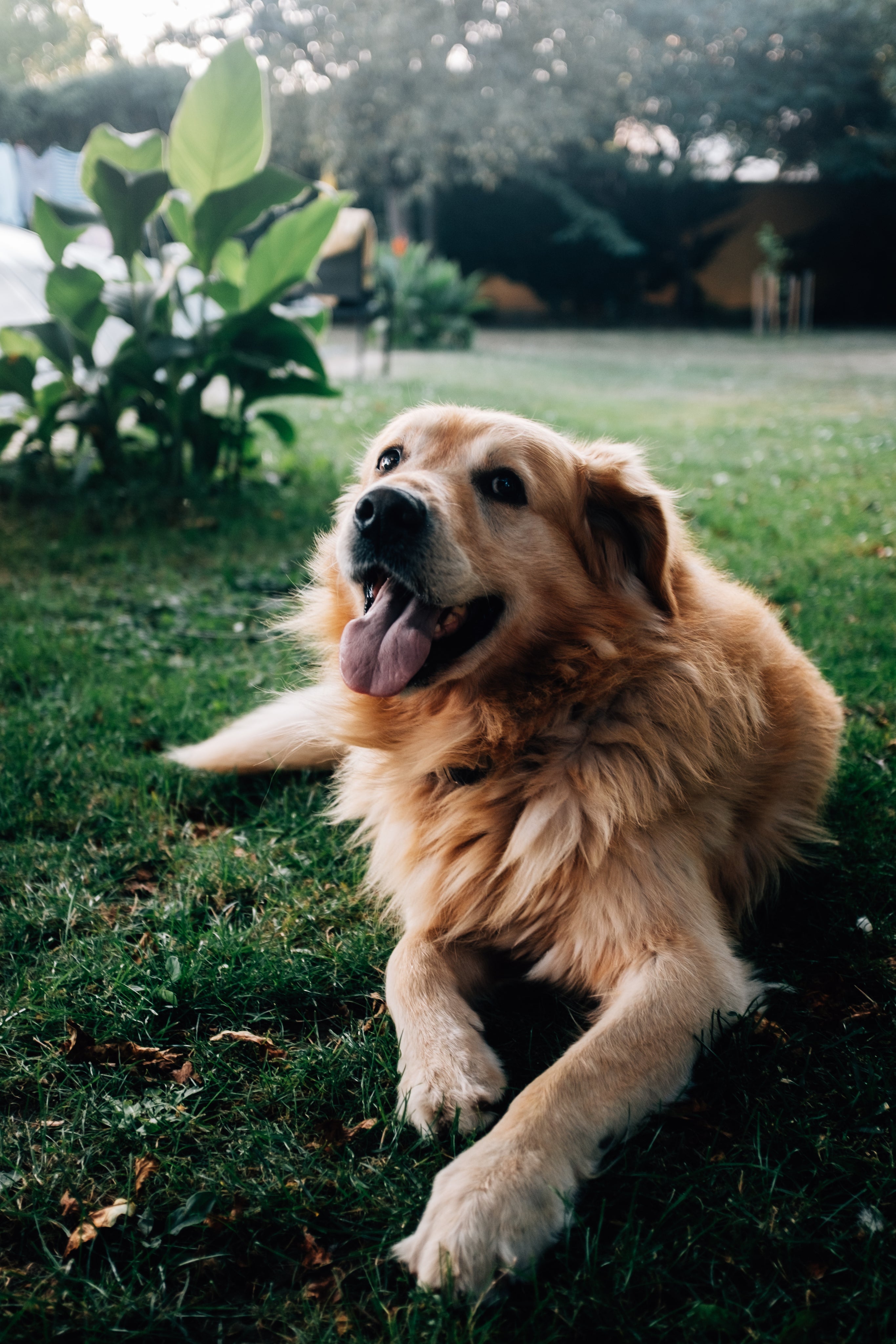 Happy golden retriever in summer